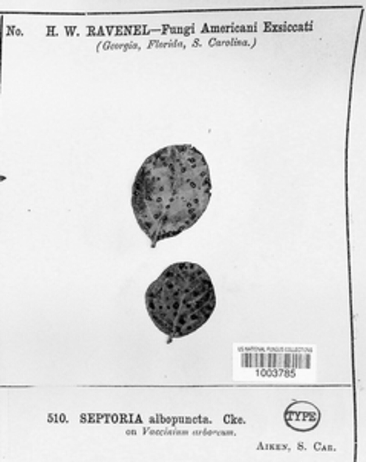 Septoria albopunctata image